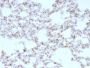 TTF-1 / NKX2.1(NX2.1/690), Biotin conjugate, 0.1mg/mL