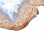 Cytokeratin 10/13(DE-K13), Biotin conjugate, 0.1mg/mL