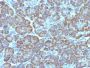 Mitochondrial Marker(MTC02), Biotin conjugate, 0.1mg/mL