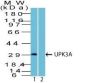 pgp9.5 (UCHL-1)(UCHL1/841), Biotin conjugate, 0.1mg/mL
