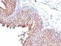 Cytokeratin 10(KRT10/844), Biotin conjugate, 0.1mg/mL
