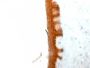 Cytokeratin 10(KRT10/844), Biotin conjugate, 0.1mg/mL