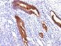 Mucin 1 / EMA / Episialin / CD227(MUC1/845), Biotin conjugate, 0.1mg/mL