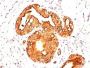 Mucin 1 / EMA / Episialin / CD227(MUC1/845), Biotin conjugate, 0.1mg/mL