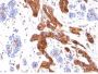Mucin 1 / EMA / Episialin / CD227(MUC1/845), Biotin conjugate, 0.1mg/mL