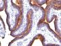 Mucin 1 / EMA / Episialin / CD227(MUC1/845), Biotin conjugate, 0.1mg/mL