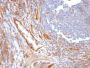 CD31 / PECAM-1(C31.10), Biotin conjugate, 0.1mg/mL