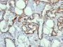 CD31 / PECAM-1(C31.10), Biotin conjugate, 0.1mg/mL