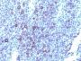 Glypican-3(GPC3/863 + 1G12), Biotin conjugate, 0.1mg/mL