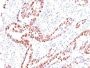 p57 / KIP2(KIP2/880), Biotin conjugate, 0.1mg/mL