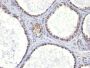 Androgen Receptor(AR441), Biotin conjugate, 0.1mg/mL