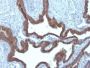Cytokeratin 7(KRT7/903), Biotin conjugate, 0.1mg/mL