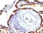 Cytokeratin 7(KRT7/760 + KRT7/903), Biotin conjugate, 0.1mg/mL
