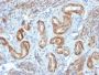 Myosin, Smooth Muscle Heavy Chain(ID8), Biotin conjugate, 0.1mg/mL