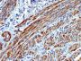 Myosin, Smooth Muscle Heavy Chain(MYH11/923), Biotin conjugate, 0.1mg/mL