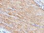 Myosin, Smooth Muscle Heavy Chain(MYH11/923), Biotin conjugate, 0.1mg/mL