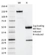 Beta-2 Microglobulin (B2M)(B2M/961), Biotin conjugate, 0.1mg/mL