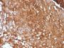 Beta-2 Microglobulin (B2M)(B2M/961), Biotin conjugate, 0.1mg/mL