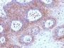 Beta-2 Microglobulin (B2M)(B2M/961), Biotin conjugate, 0.1mg/mL