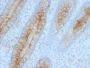 Beta-2 Microglobulin (B2M)(B2M/961), Biotin conjugate, 0.1mg/mL