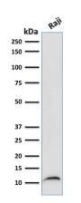 Beta-2 Microglobulin (B2M)(B2M/961), Biotin conjugate, 0.1mg/mL