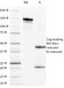 MUC1 / CA15-3 / EMA / CD227 (Epithelial Marker)(VU-11D1),  Biotin conjugate, 0.1mg/mL
