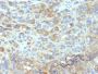 CD54(W-CAM-1; same as Wehi-CAM-1 or 1H4), Biotin conjugate, 0.1mg/mL