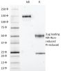 S100B(S100B/1012), Biotin conjugate, 0.1mg/mL