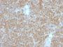 bcl-2(BCL2/782 + BCL2/796), Biotin conjugate, 0.1mg/mL