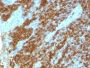 CD45RA(111-1C5), Biotin conjugate, 0.1mg/mL