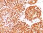 CD45RB(DF-B1), Biotin conjugate, 0.1mg/mL