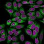 Calnexin (Endoplasmic Reticulum Marker) (CANX/1541), Biotin conjugate, 0.1mg/mL