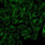 Calnexin (Endoplasmic Reticulum Marker) (CANX/1541), Biotin conjugate, 0.1mg/mL