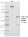 Insulin Receptor Alpha(INSR/1661), Biotin conjugate, 0.1mg/mL