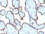 CD71 / Transferrin Receptor (TFRC) (Extracellular Domain) (TFRC/1839), Biotin conjugate, 0.1mg/mL