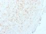 Aurora B (Proliferation Marker)(AURKB/1845), Biotin conjugate, 0.1mg/mL