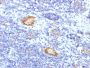 von Willebrand Factor / Factor VIII Related-Ag (Endothelial Marker) (VWF/1859R), Biotin conjugate, 0.1mg/mL