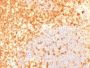CD27 (Tumor Necrosis Factor Receptor Superfamily 7) (rLPFS2/1611), Biotin conjugate, 0.1mg/mL