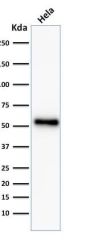 p53 Tumor Suppressor Protein (TP53/2092R), Biotin conjugate, 0.1mg/mL