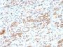 HSP60 (Heat Shock Protein 60) (Mitochondrial Marker) (HSPD1/2206R), Biotin conjugate, 0.1mg/mL