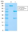 HSP60 (Heat Shock Protein 60) (Mitochondrial Marker) (HSPD1/2206R), Biotin conjugate, 0.1mg/mL