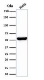 HSP60 (Heat Shock Protein 60) (Mitochondrial Marker) (HSPD1/2206R), Biotin conjugate, 0.1mg/mL