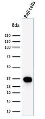 BOB.1 (B-Cell Marker) (BOB1/2425), Biotin conjugate, 0.1mg/mL