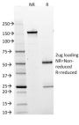 BOB.1 (B-Cell Marker) (BOB1/2425), Biotin conjugate, 0.1mg/mL
