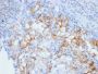 Ksp-Cadherin / CDH16 (Renal Cell Marker)(CDH16/2448), Biotin conjugate, 0.1mg/mL