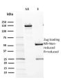 CD117 / c-Kit (Marker for Gastrointestinal Stromal Tumors)(KIT/2670), Biotin conjugate, 0.1mg/mL