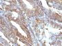 Vimentin (Mesenchymal Cell Marker)(V9), Biotin conjugate, 0.1mg/mL