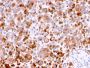 CD63 (Late Endosomes Marker)(LAMP3/2788), Biotin conjugate, 0.1mg/mL