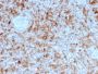 Granzyme B (NK/T-Cell Lymphoma Marker)(GZMB/3055), Biotin conjugate, 0.1mg/mL
