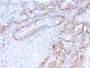 PCNA (Proliferating Cell Nuclear Antigen) (G1- & S-phase Marker)(PC5), Biotin conjugate, 0.1mg/mL